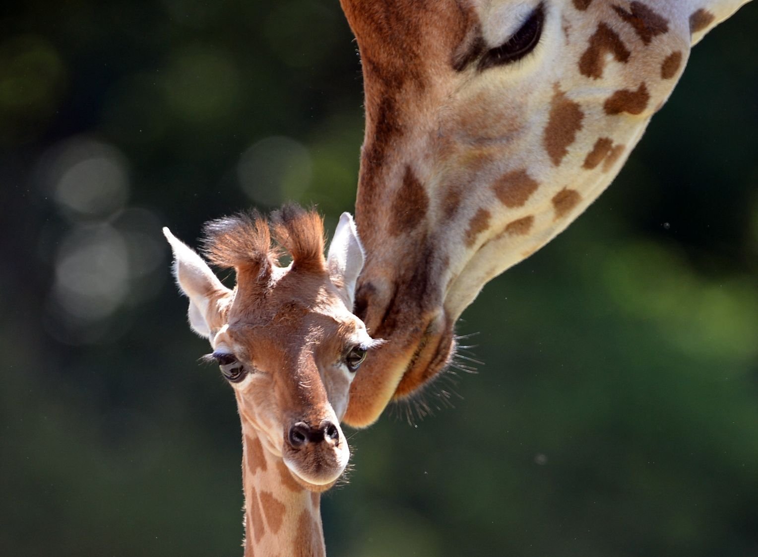 Сколько всего детенышей жирафа родилось за два. Жираф и жирафиха. Парнокопытные Жираф. Жираф жирафа Жирафенок. Жирафëнок.