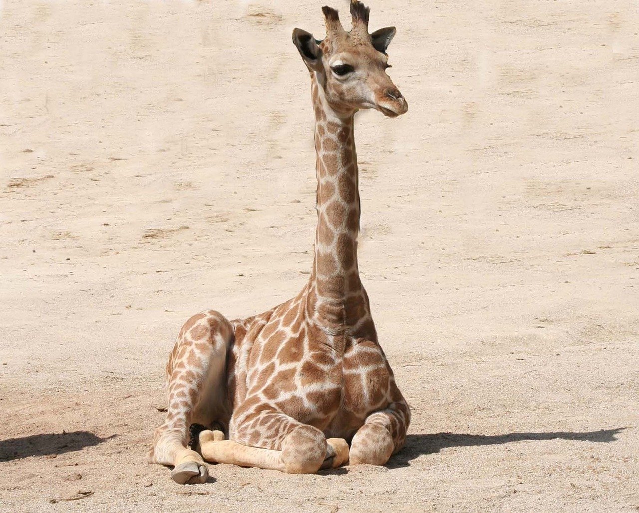 Детеныш Жирафа