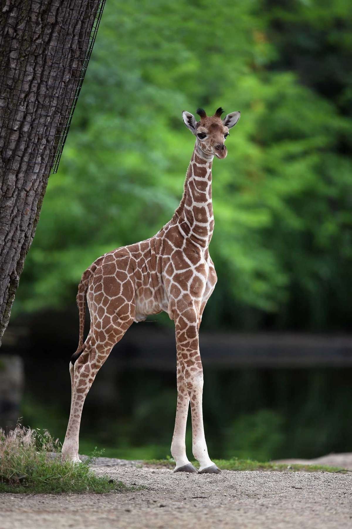 Детеныш Жирафа