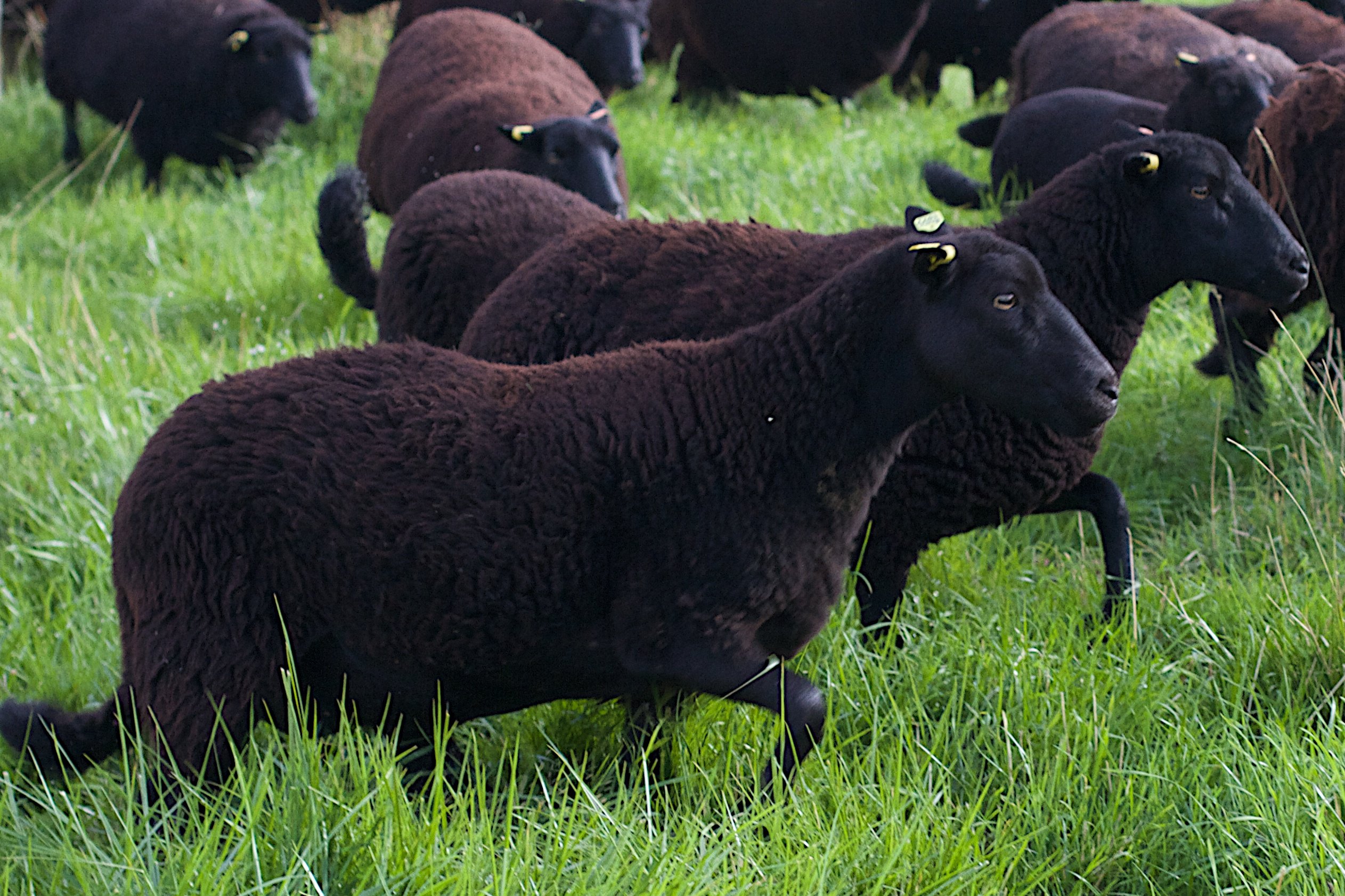 Овцы черного цвета. Курдючный Карачаевский баран. Карачаевская порода овец кекбаш. Карачаевская порода Баранов. Порода овец Бизон.