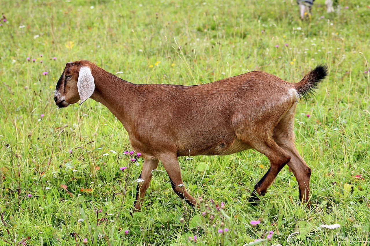 Породы коз фото и названия
