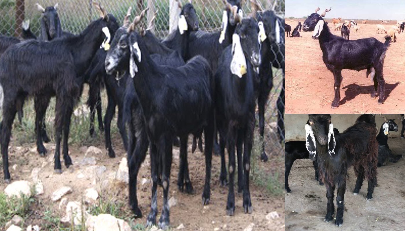 Камори козы описание породы