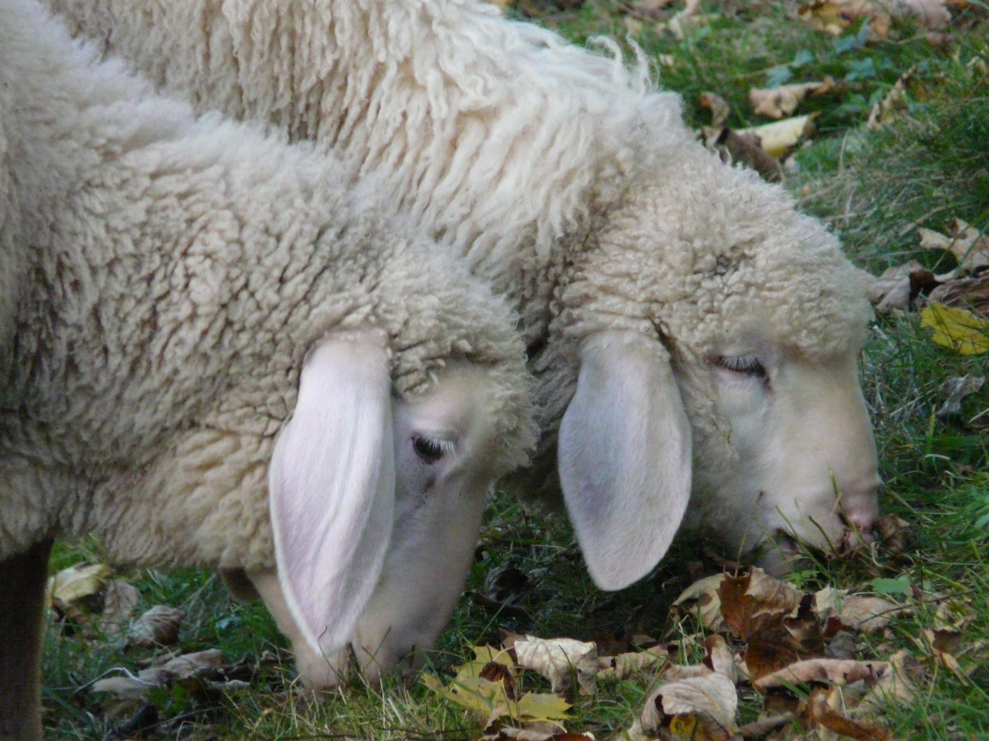 Ягненок не ест. Уши овцы. Голова овцы. Уши овечки. Овца ест траву.