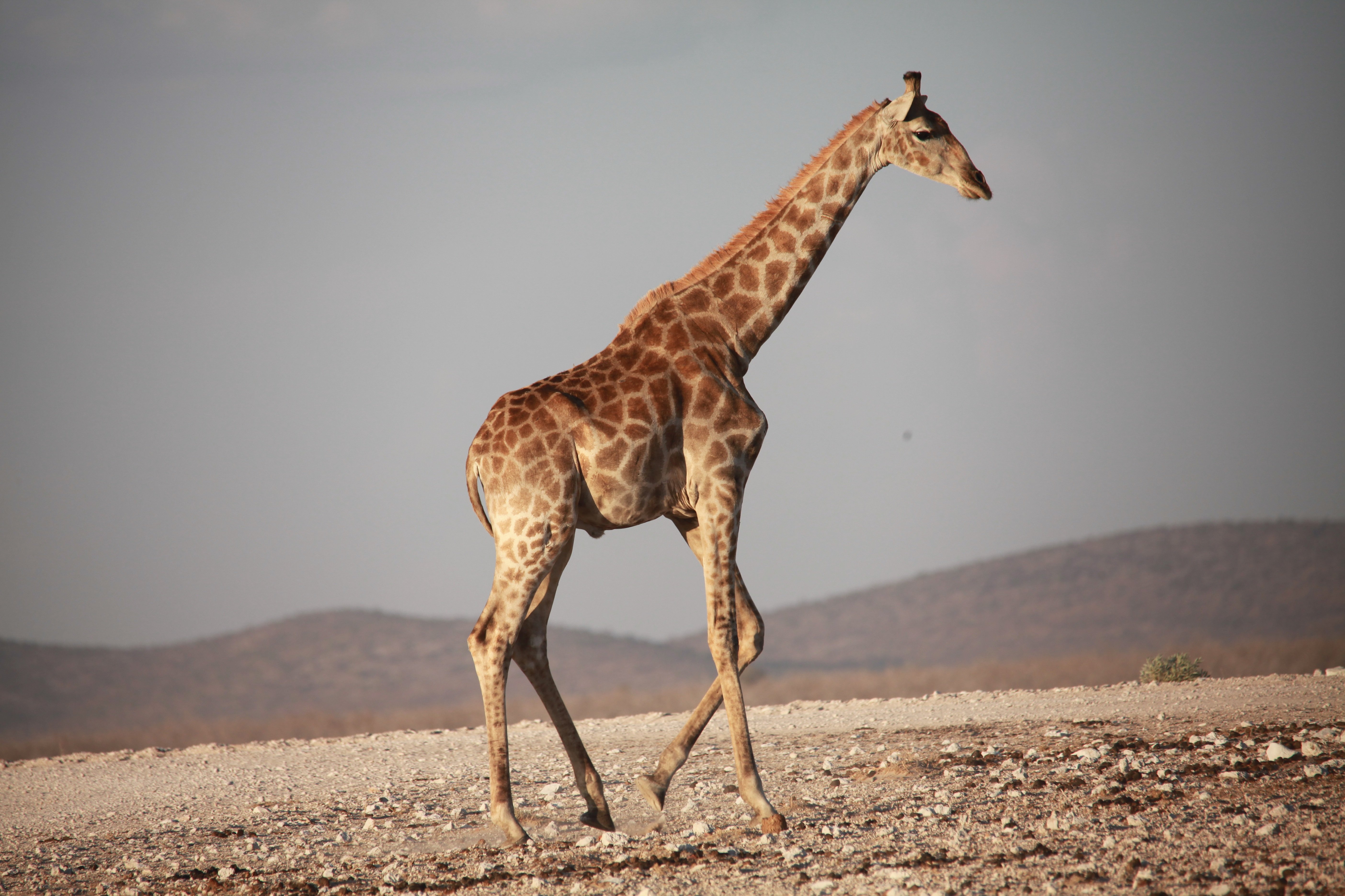 Жираф африканское животное. Нубийский Жираф. Животные Африки Жираф. Западноафриканский Жираф. Жирафы в Африке.