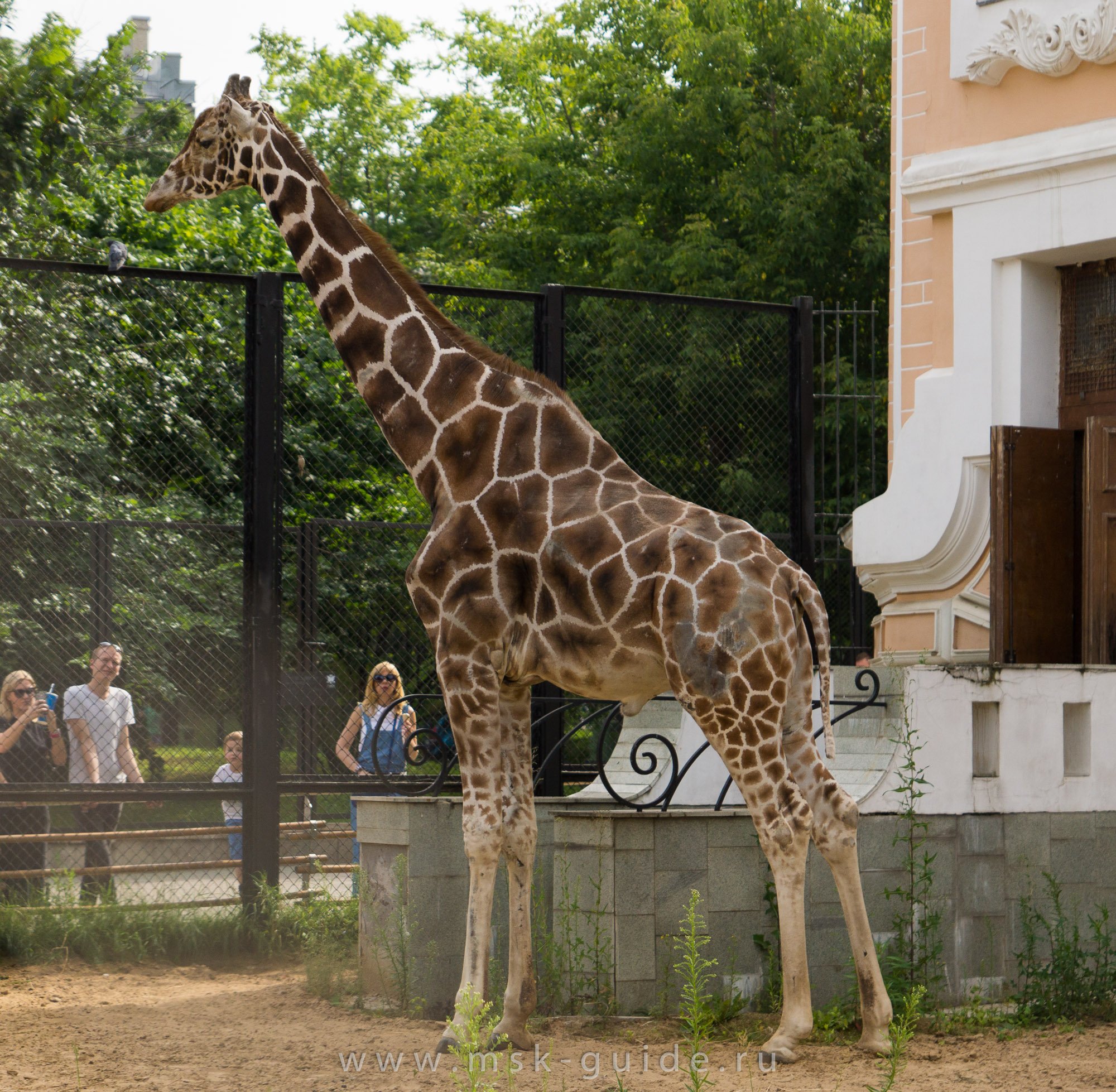 Жираф живет лет. Сетчатый Жираф Московский зоопарк. Жираф в Московском зоопарке.