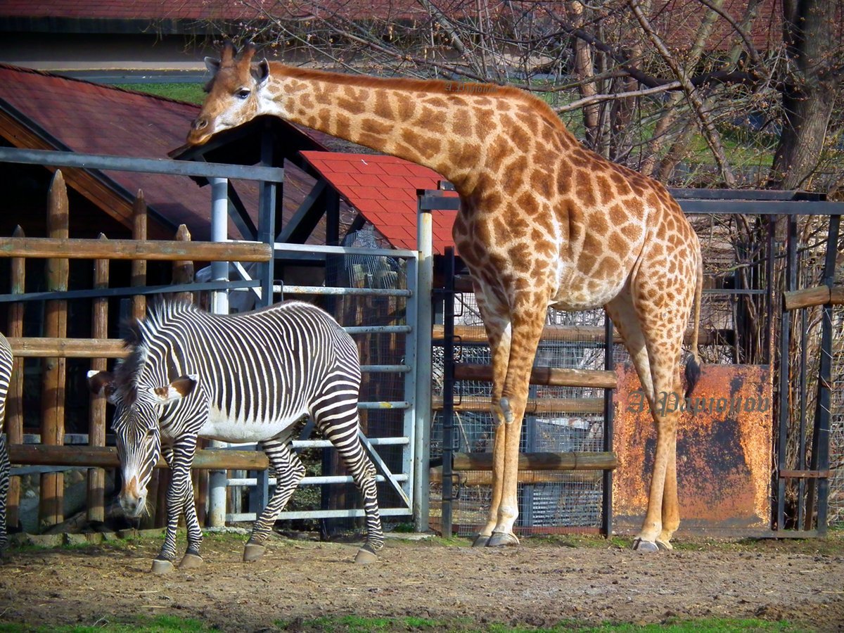 Например зоопарк. Жираф в Московском зоопарке. Жираф в зоопарке Москвы.