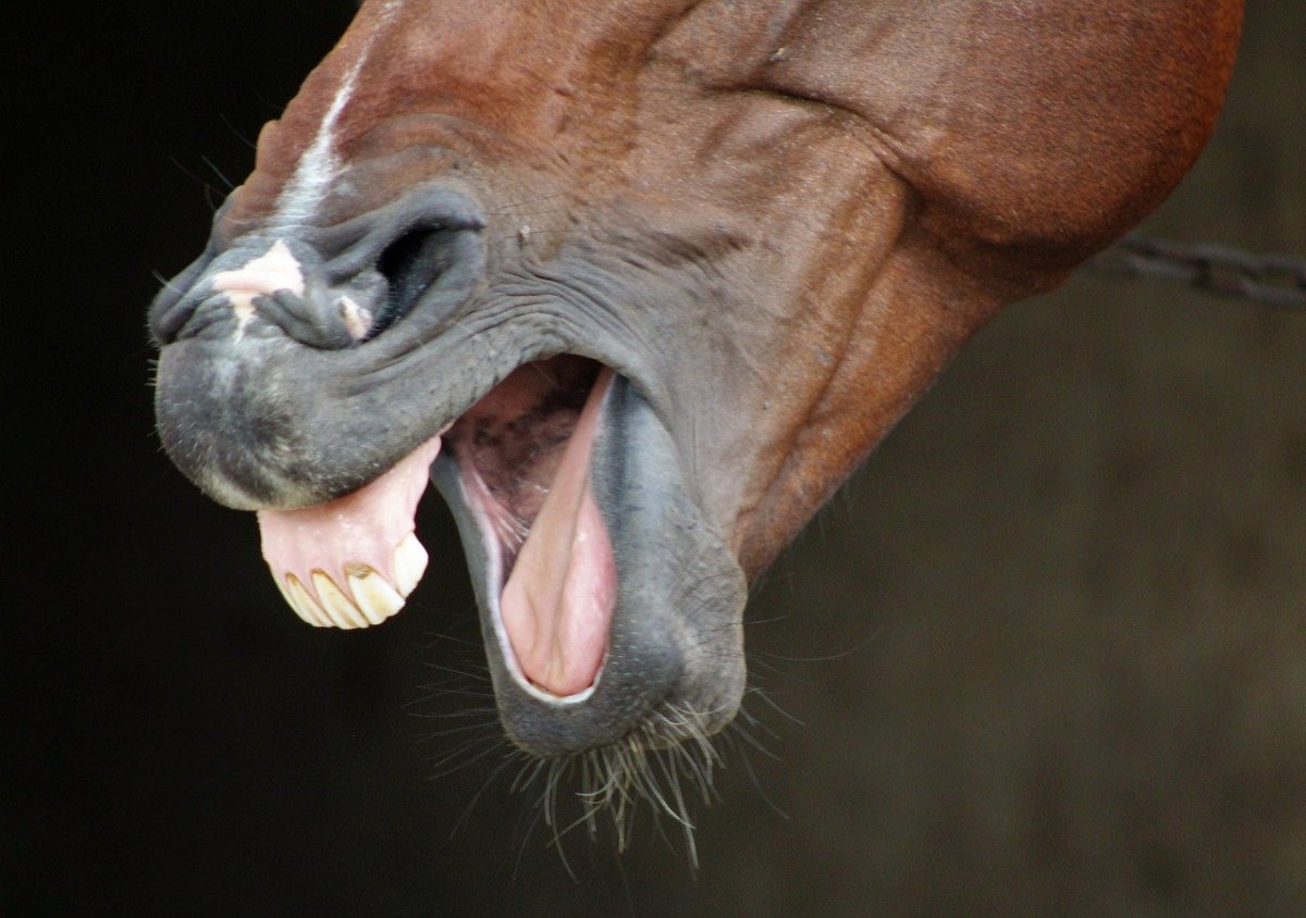 Морда лошади