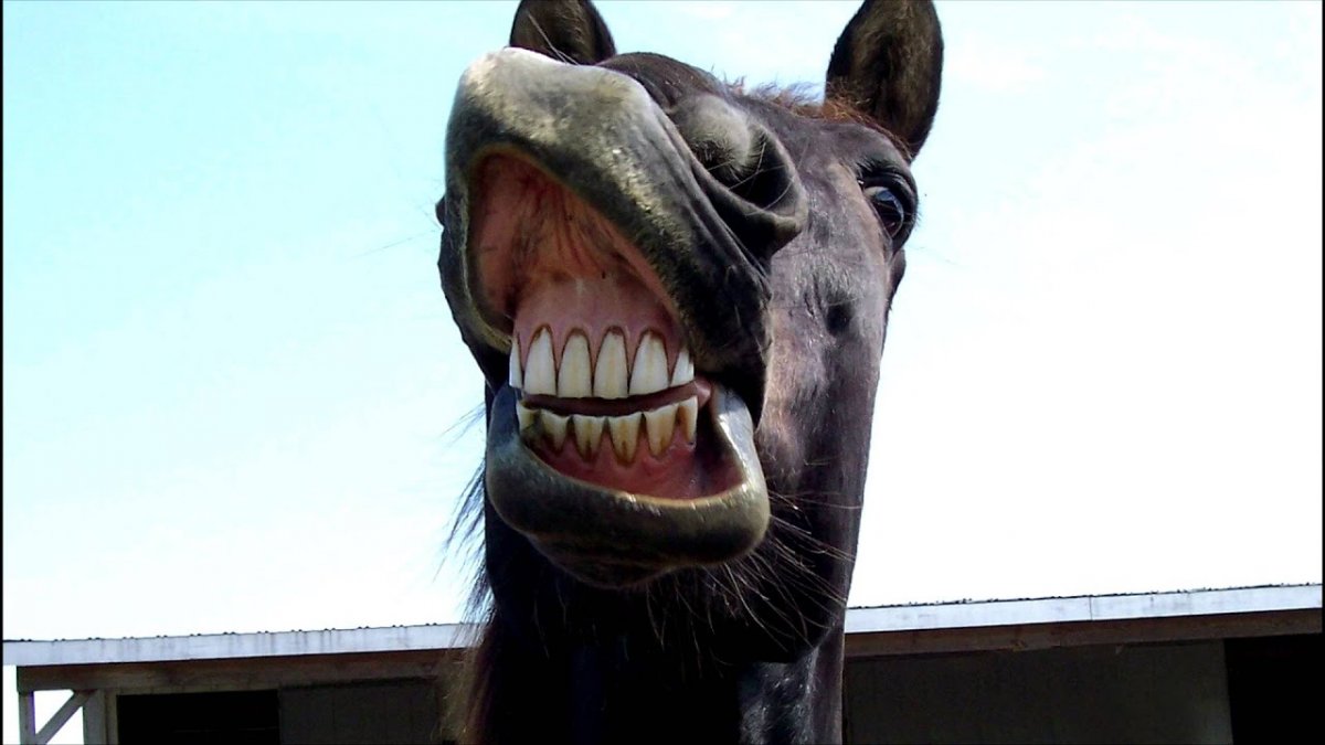 Бешеная лошадь