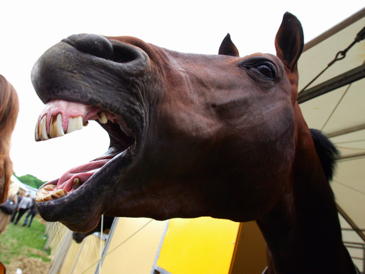 Лошадь с открытым ртом