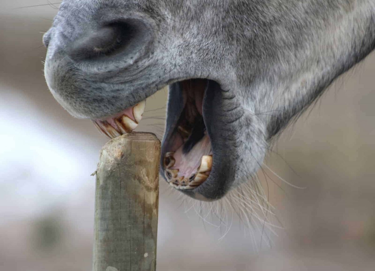 Смешная морда лошади