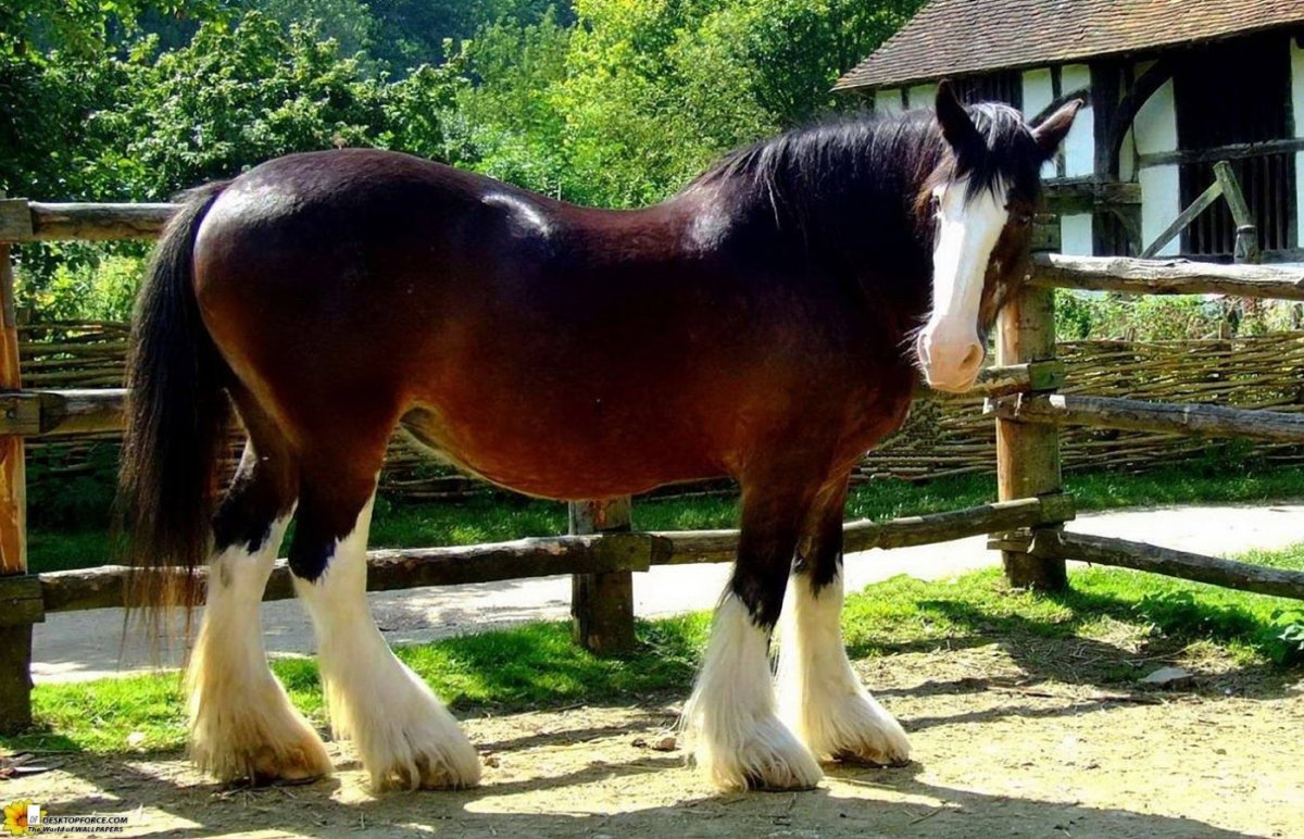 Шайр английский тяжеловоз