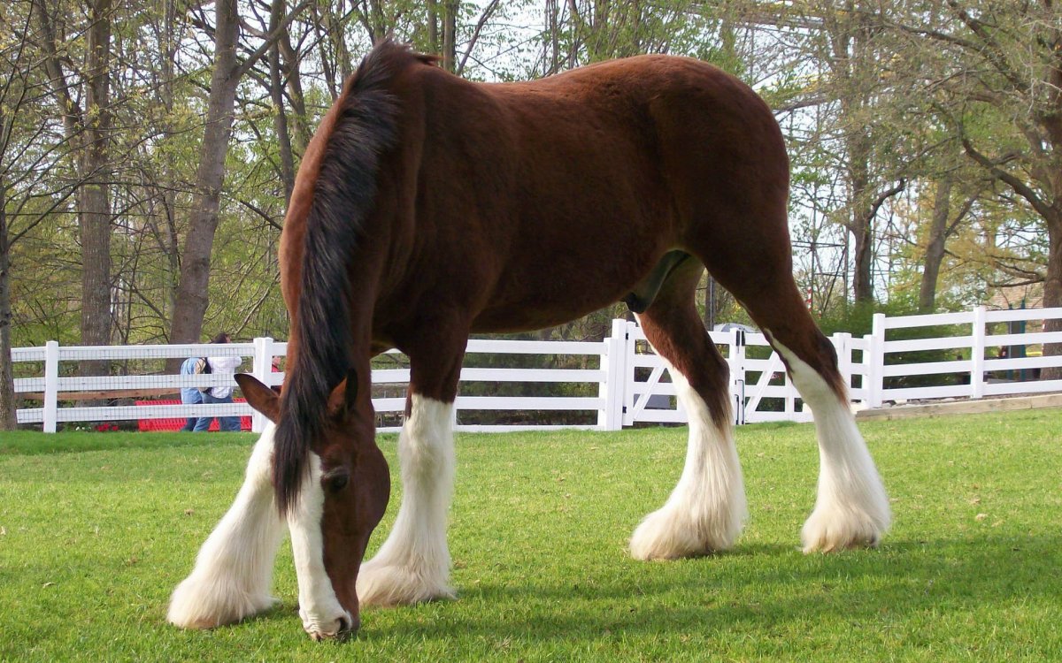 Клейдесдаль гнедой