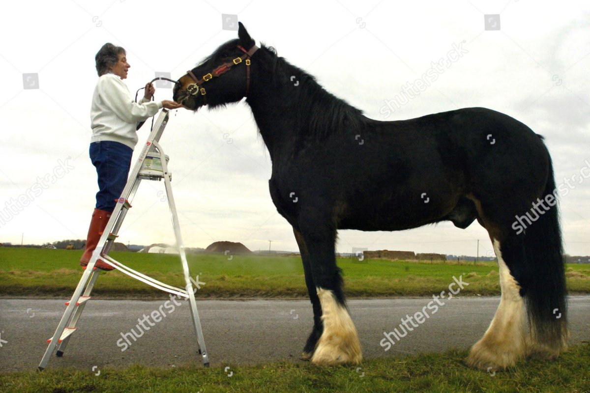 Тяжеловоз Самсон