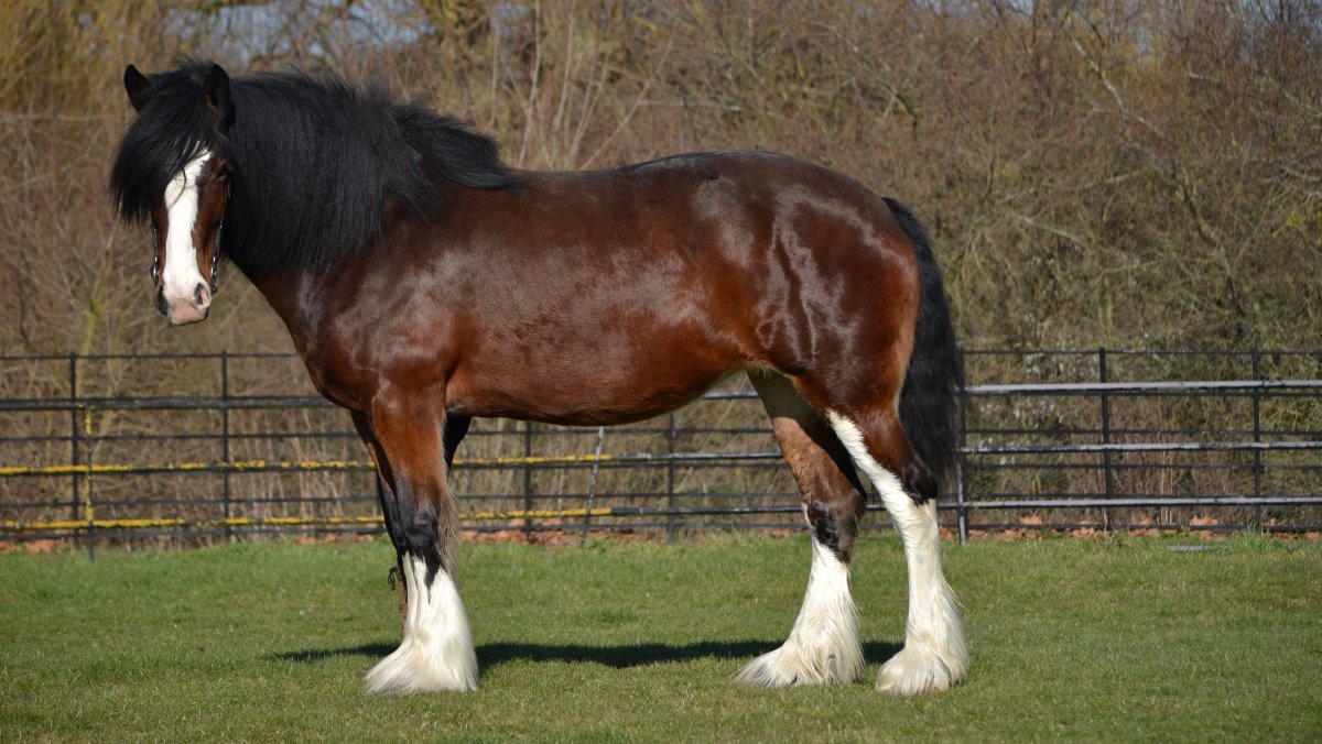 Владимирский тяжеловоз жеребенок