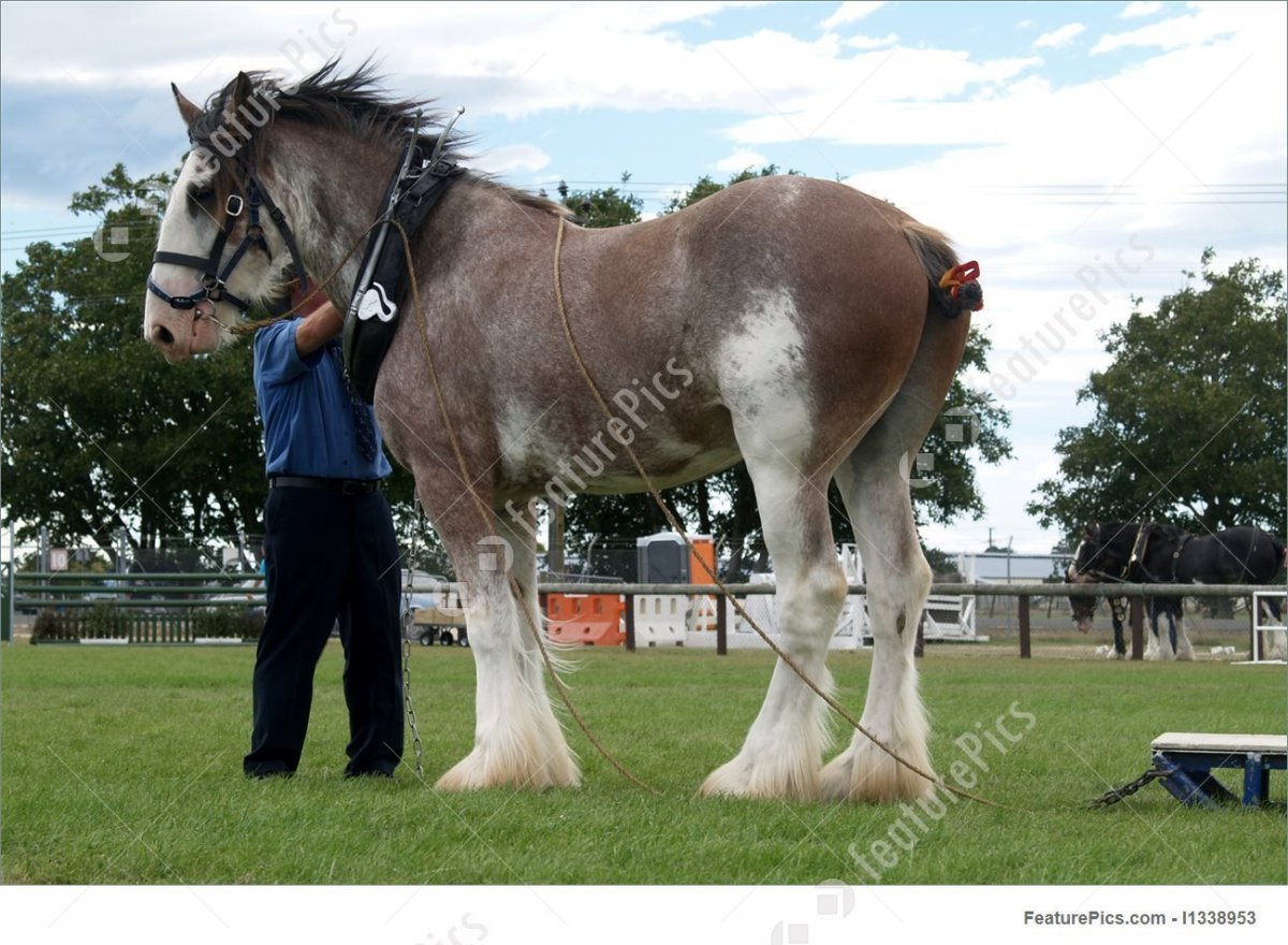 Бельгийский тяжеловоз Самсон