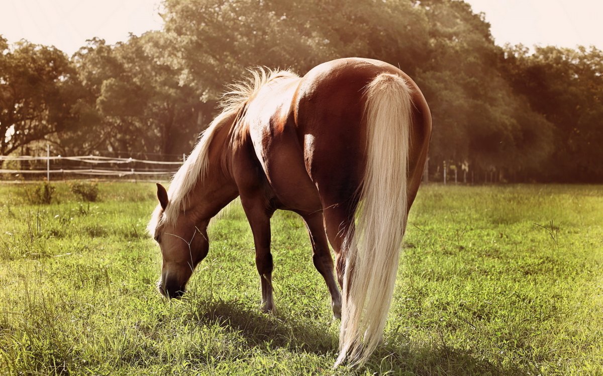 Лошадь со спины