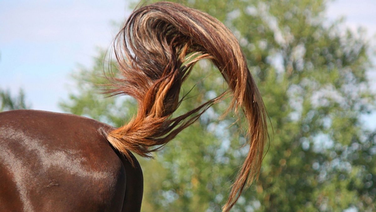 Хвост лошади
