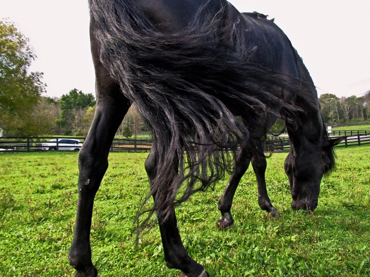 Лошадь с хворостом