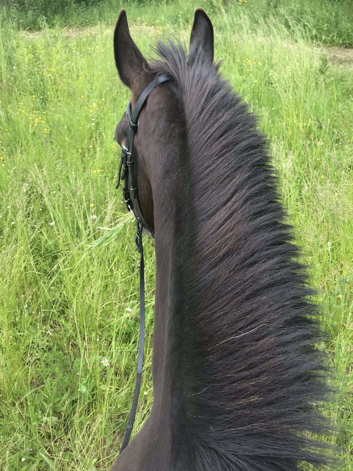 Лошадиный хвост