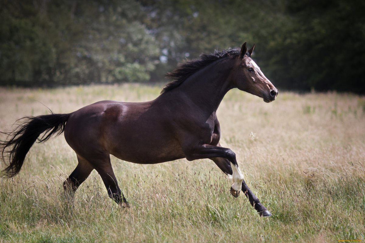 Грива на поле
