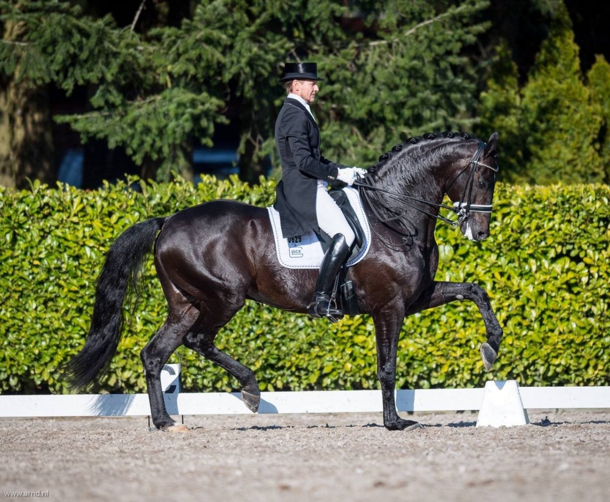 Голландская теплокровная порода лошадей