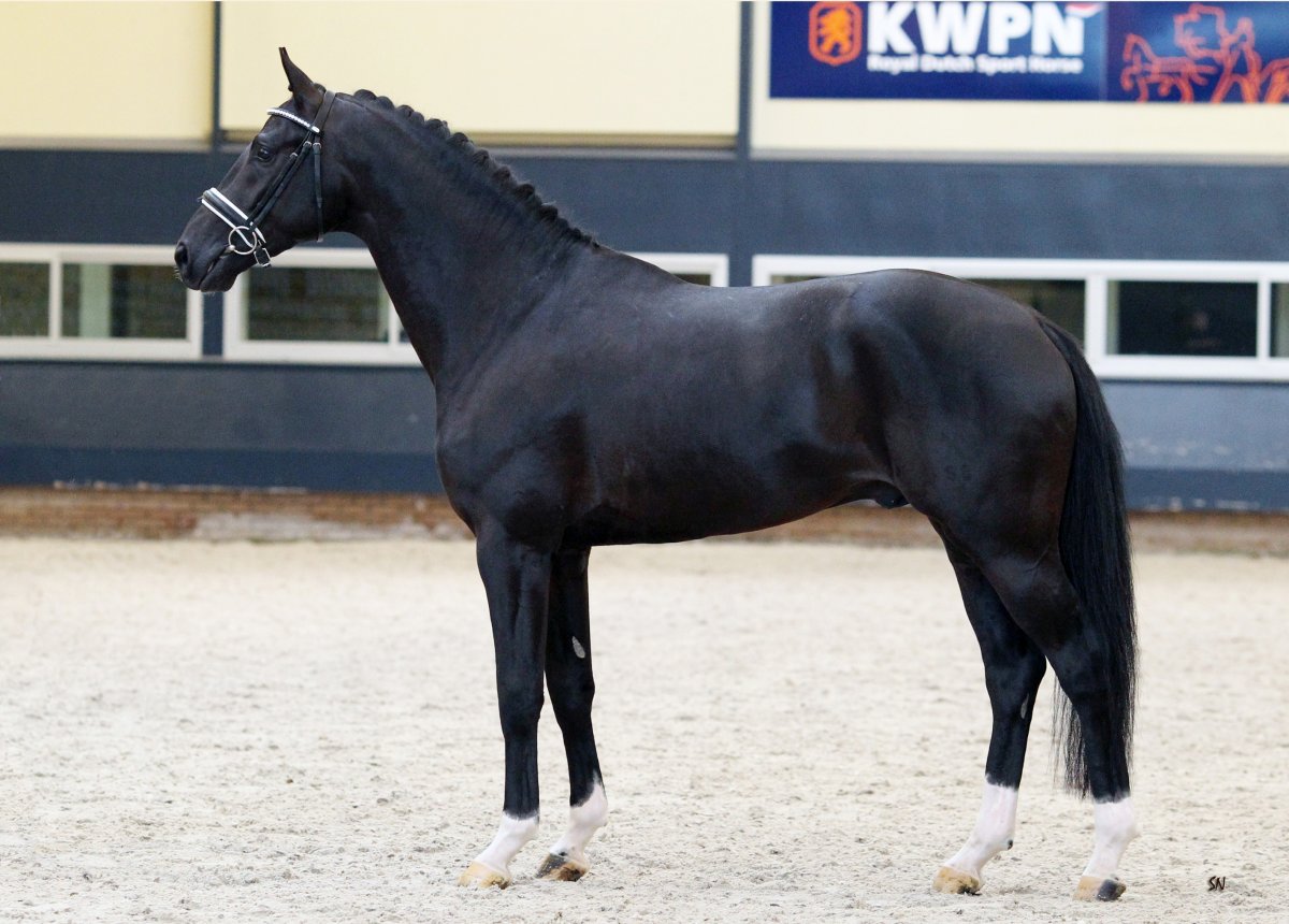 Breyer лошадь Тотилас (звезда выездки)