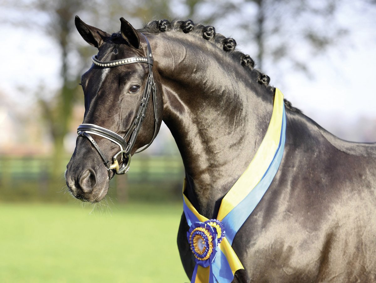 Тотилас лошадь порода