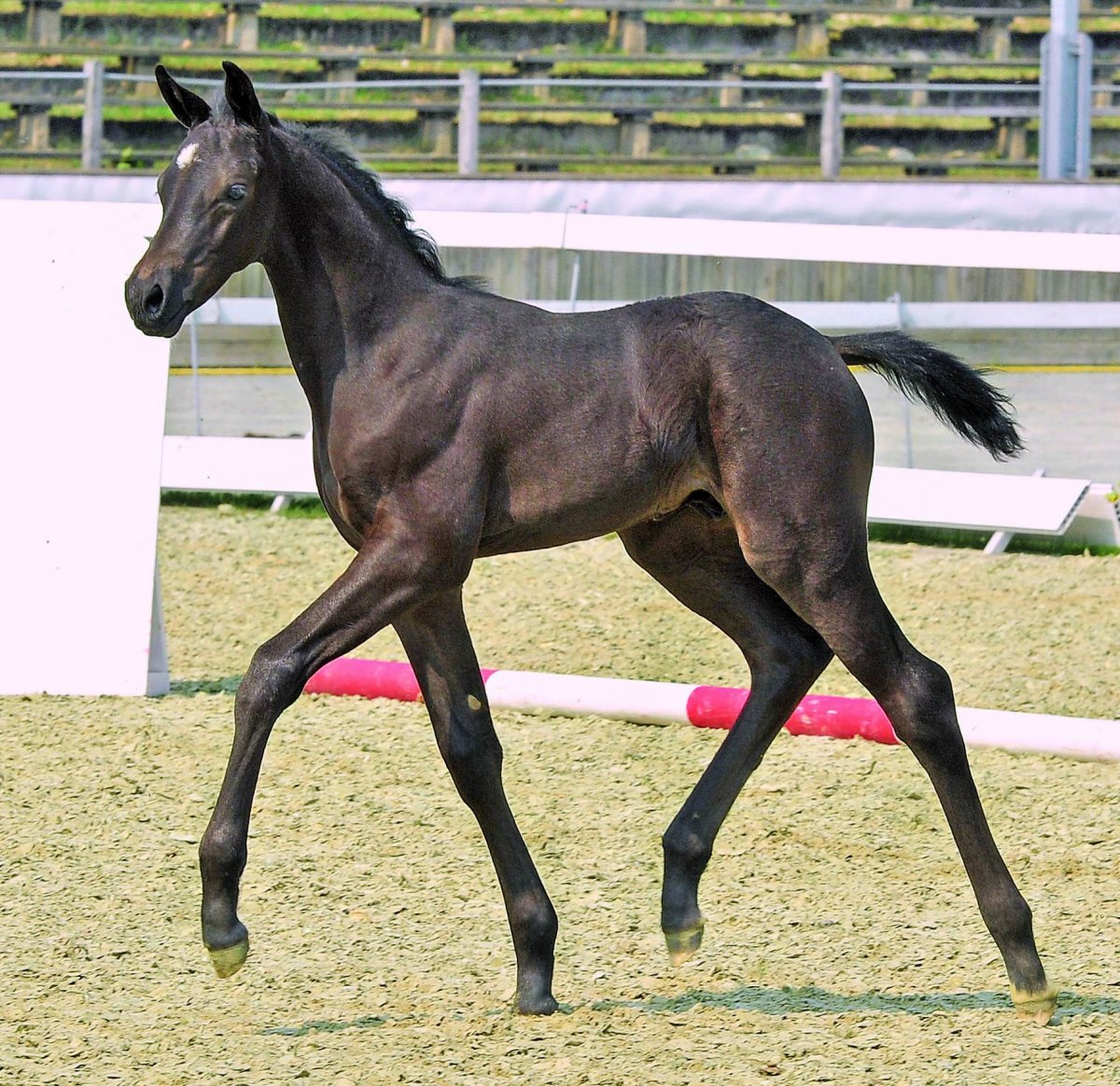 Жеребенок "Ганноверский"