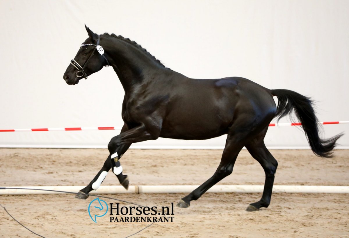 Тотилас брейер