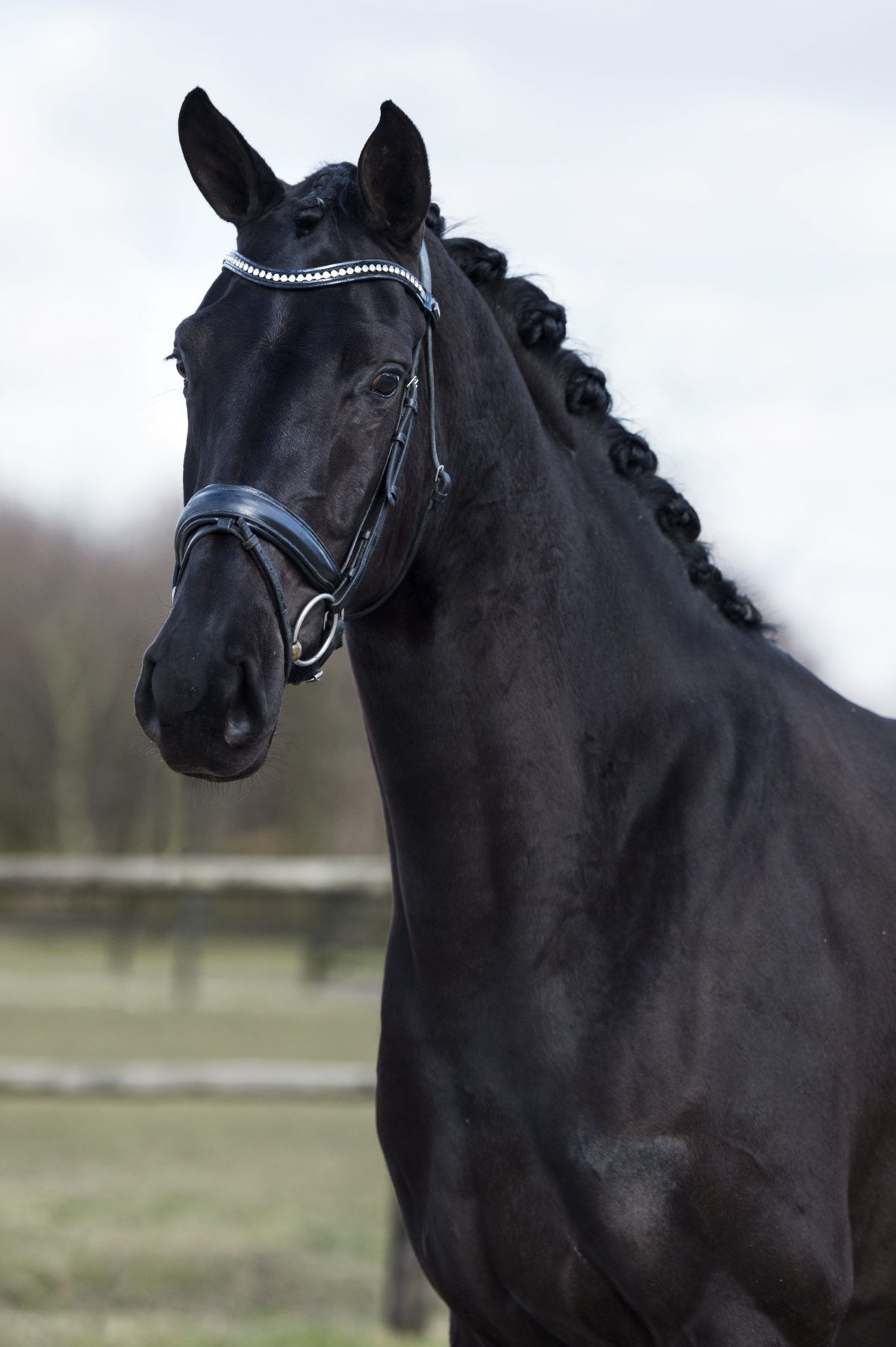 Выездка Тотилас