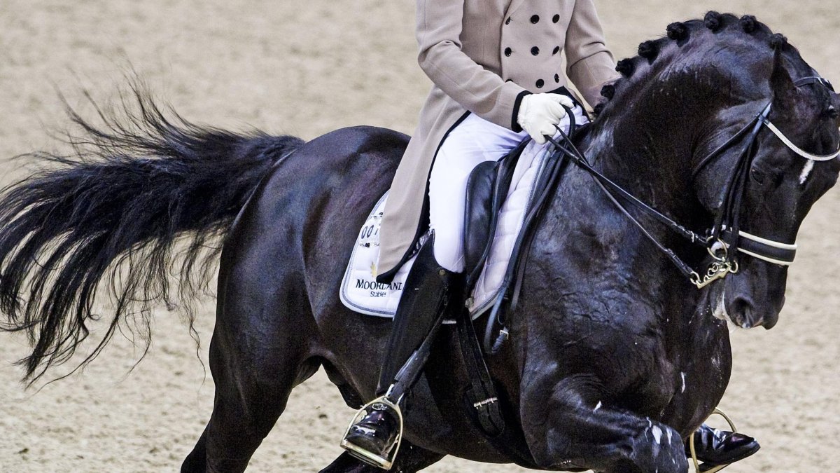 Конный спорт выездка Тотилас