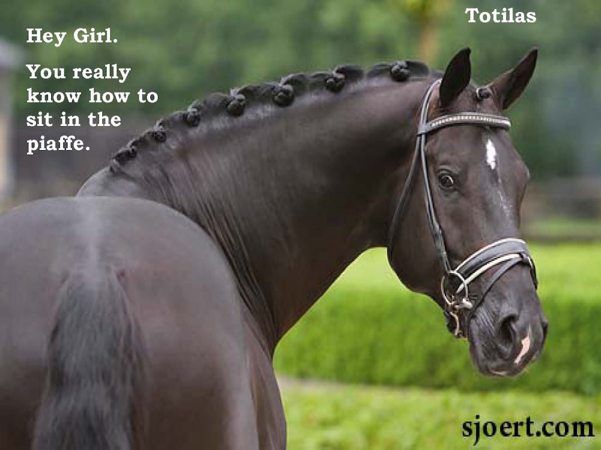 Бреер вороные тяжеловозы