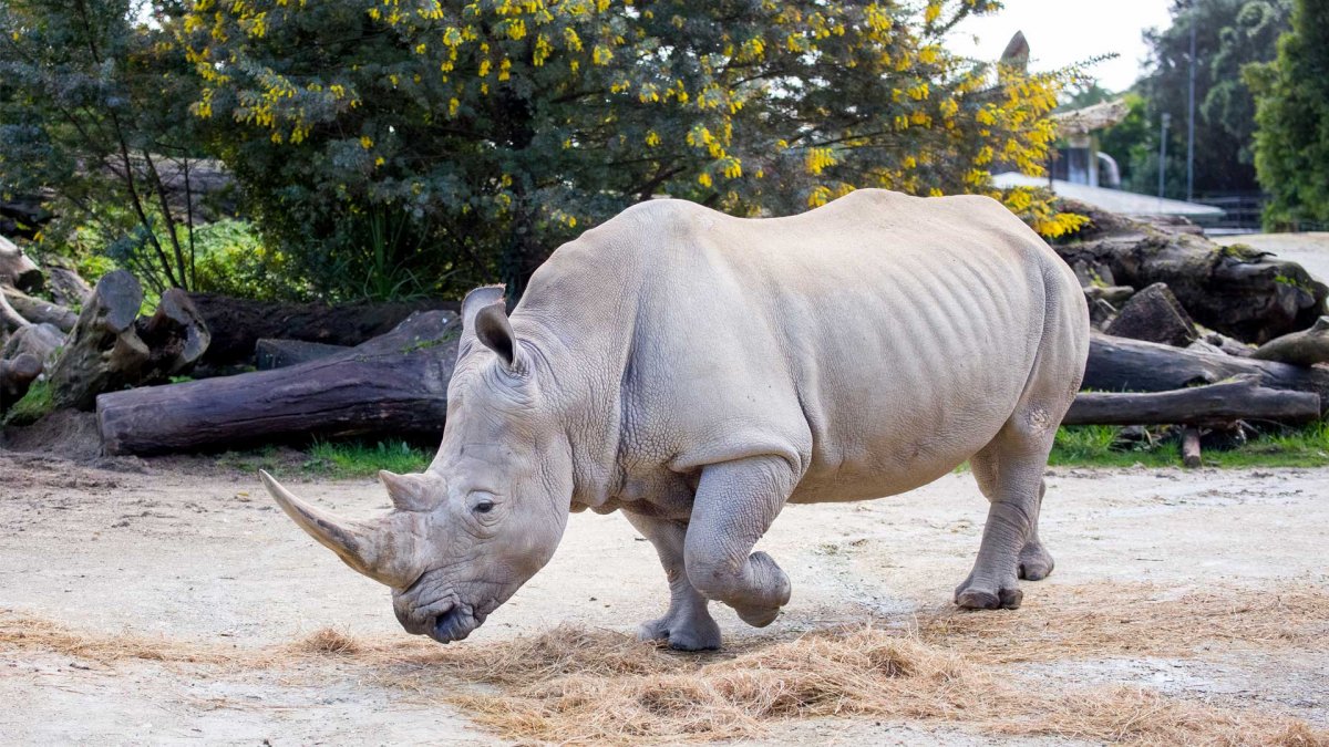 Африканский белый носорог