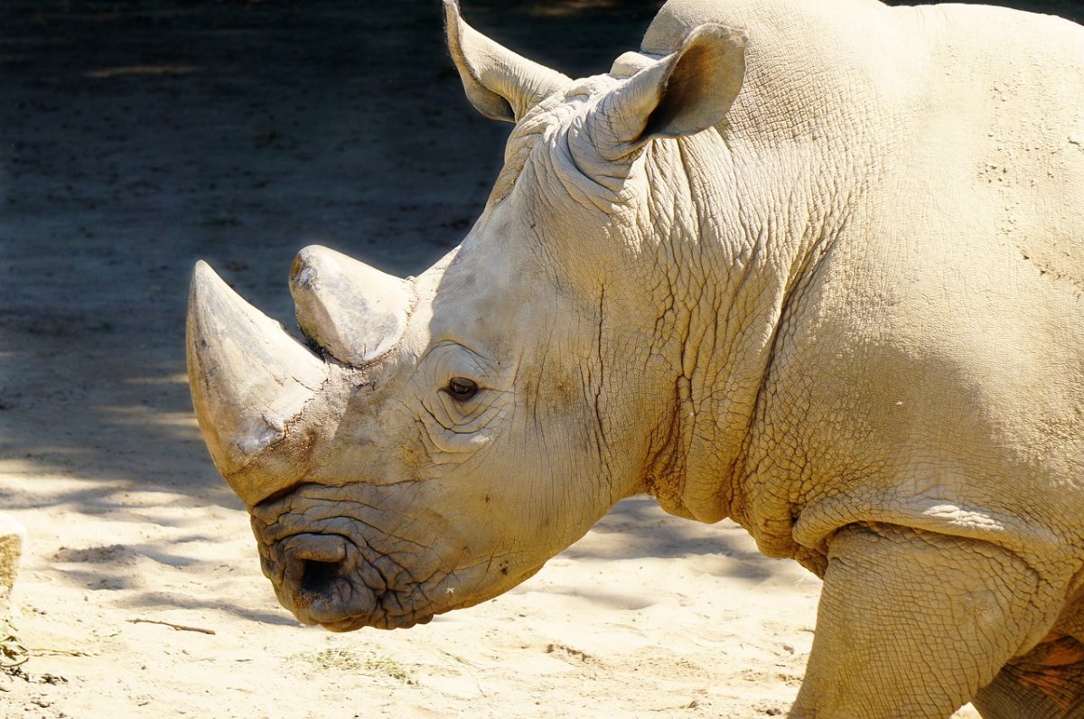 Виды Носорогов