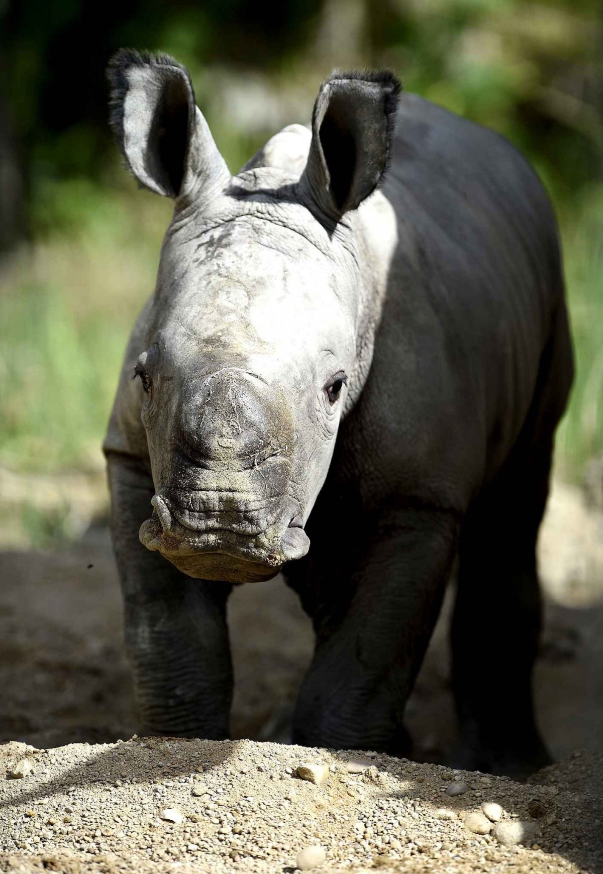 Белый носорог альбинос