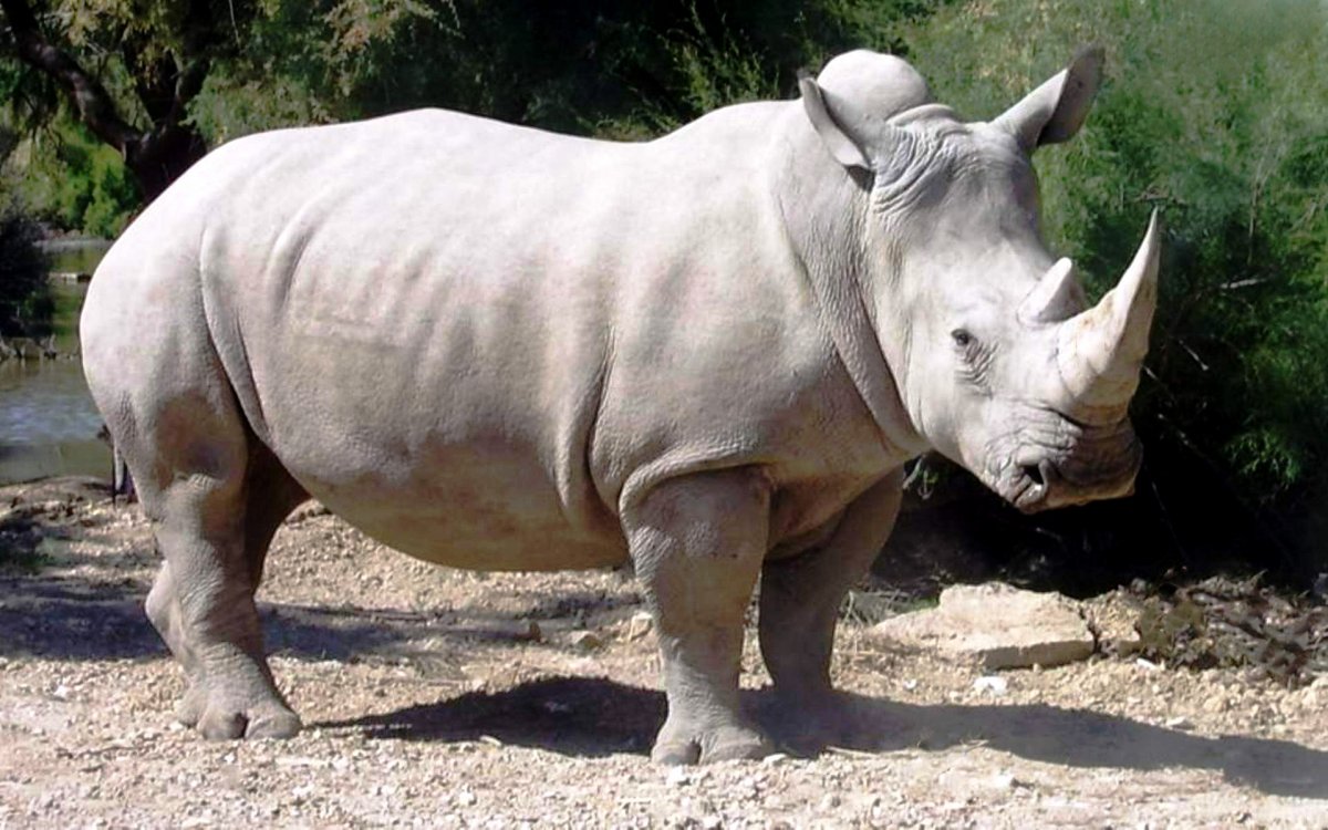 Северный белый носорог вымер