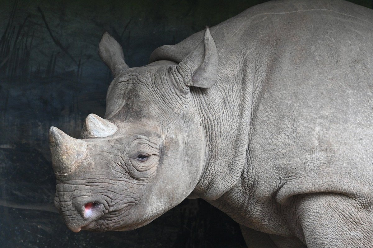 Носорог анфас