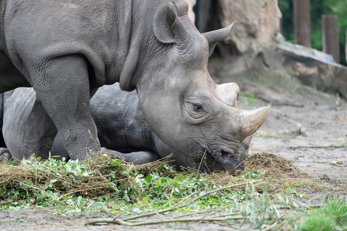 Бельгийский носорог