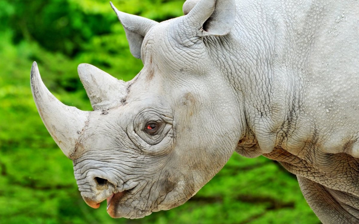 Белый носорог вымер