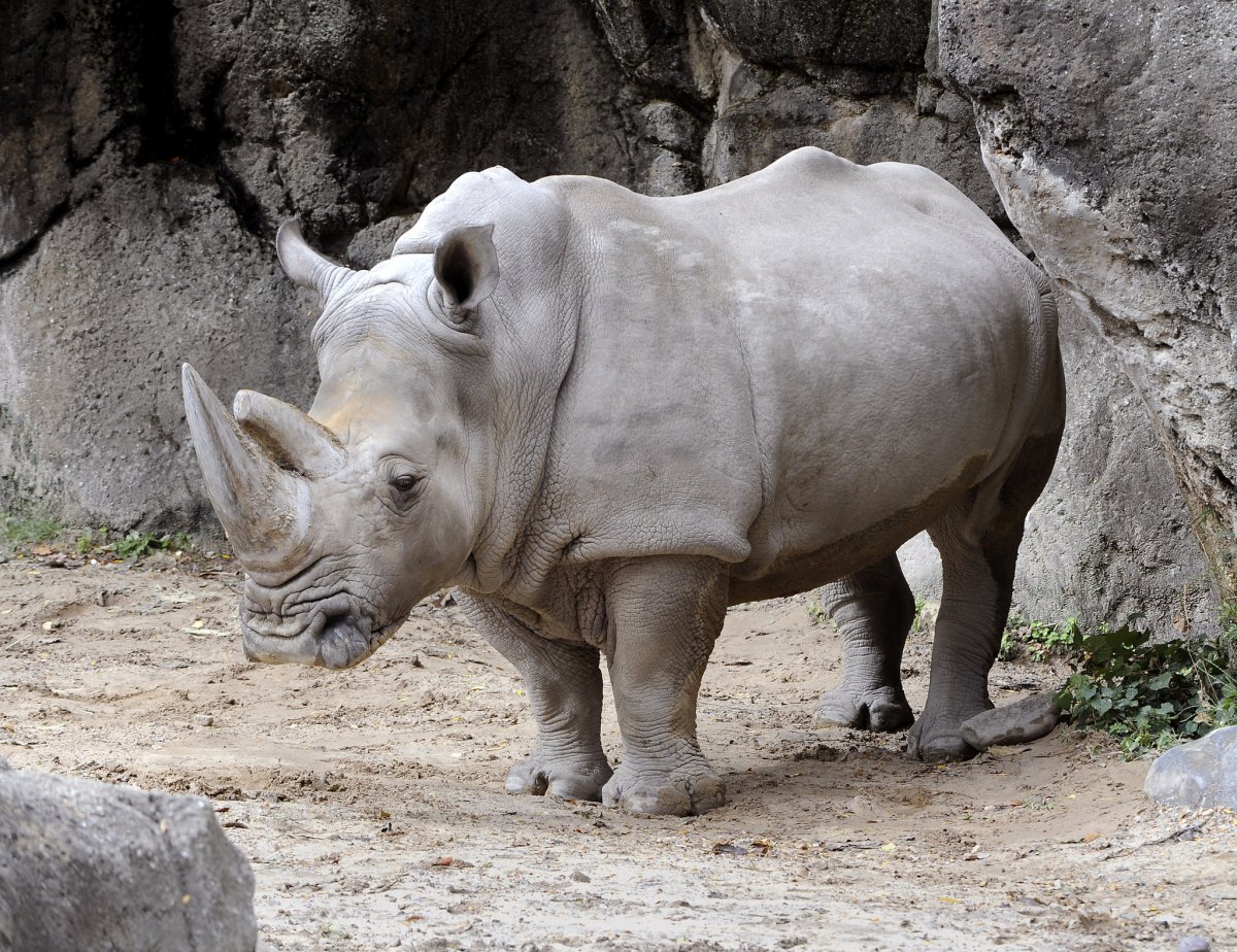 Бенгальский носорог
