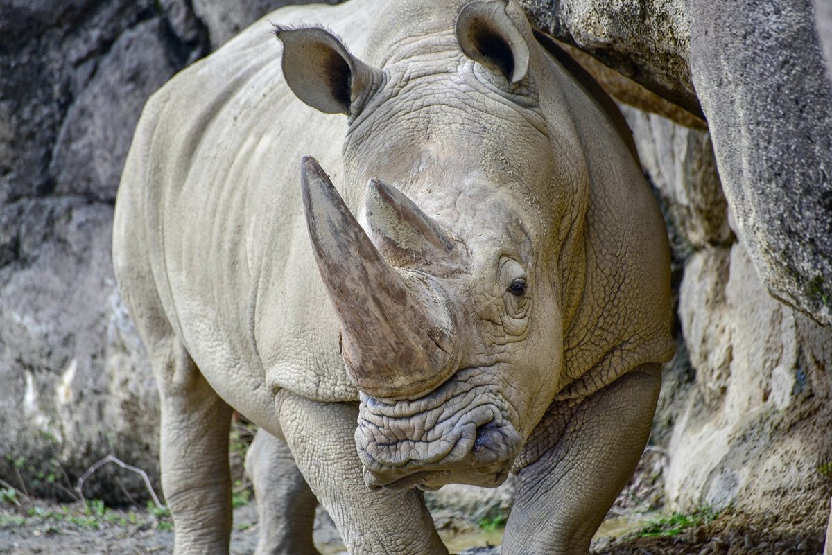 Fordia White Rhino