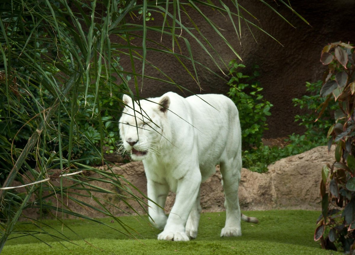 Кабан альбинос