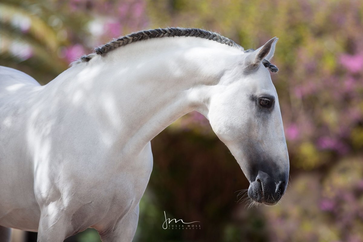 Ахалтекинская Изабелловая