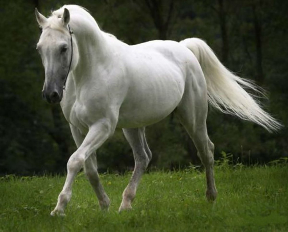 Красивые лошади