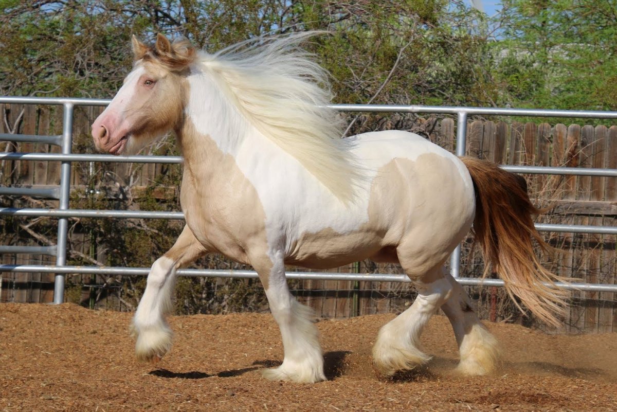 Чёрная лошадь выдыхает