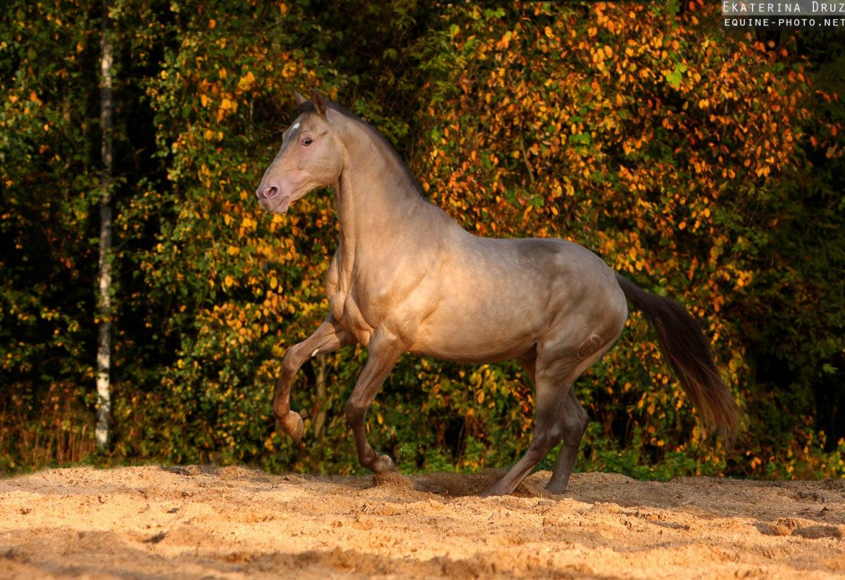 Киргизские лошади зима