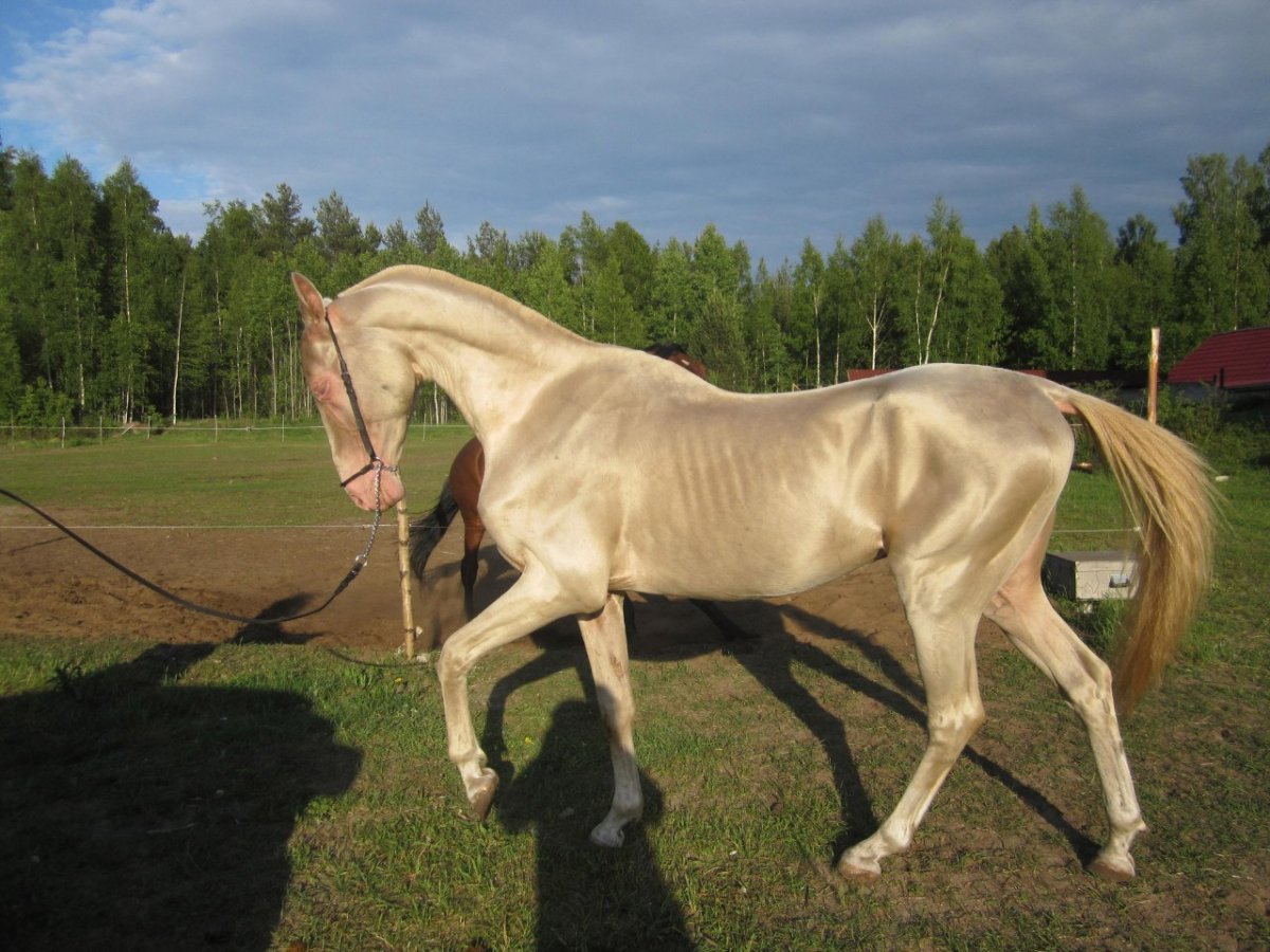 Ахалтекинская Изабелловая