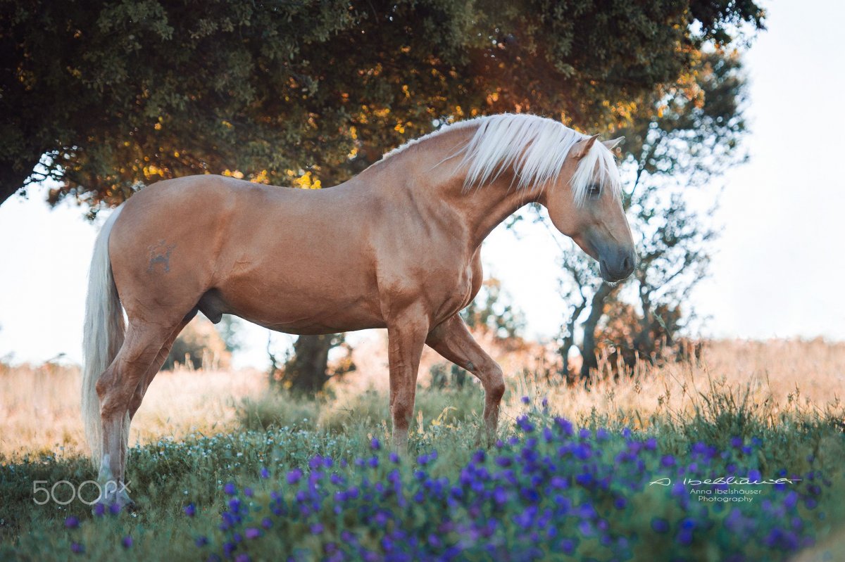 Ахалтекинская лошадь Изабелловая масть
