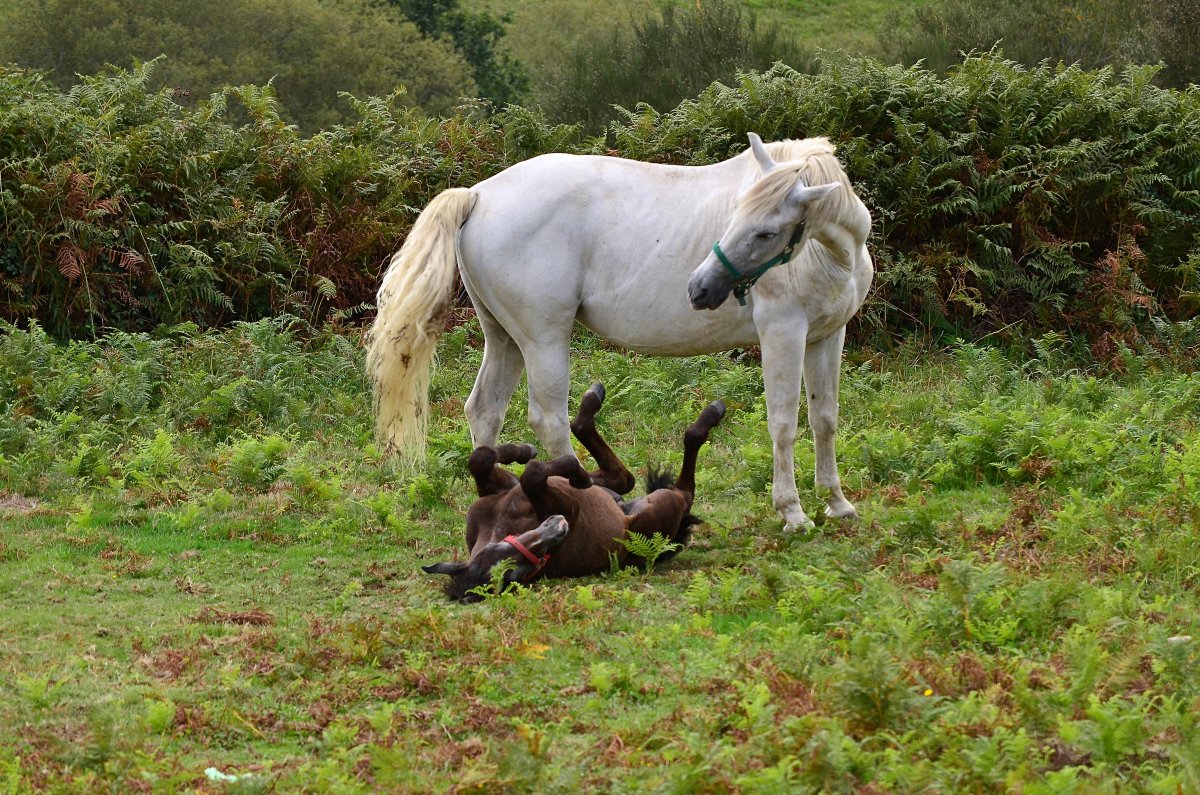 Пасут лошадей