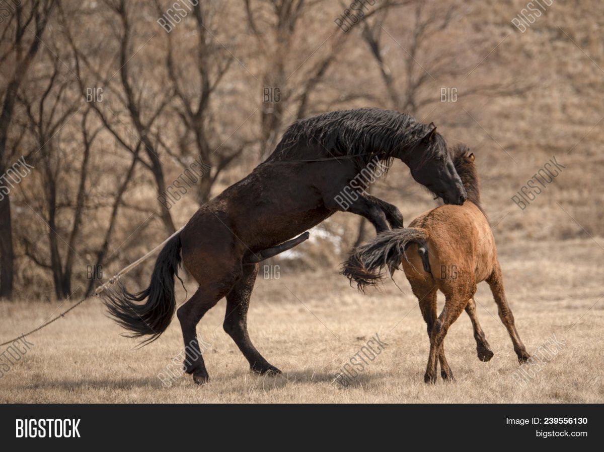 Спаривание лошадей в табуне